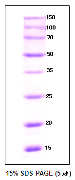 ProSpec 8-Protein Marker